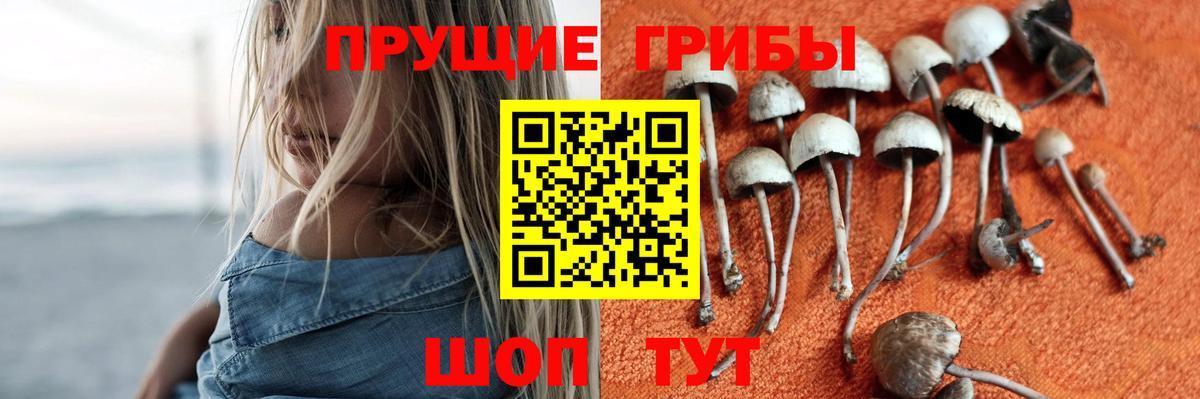Галлюциногенные грибы Psilocybine cubensis  Вход с VPN  Калининград 